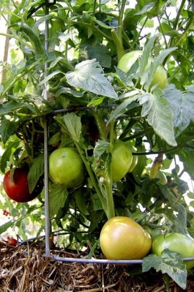 Mittleider Tomato Plant