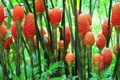 Shampoo Ginger Lily Plant