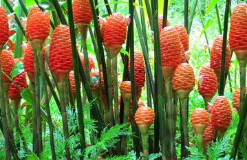 Shampoo Ginger Lily Plant