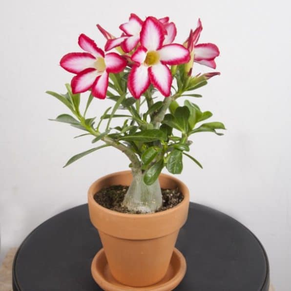 Adenium Obesum Desert Rose Plant