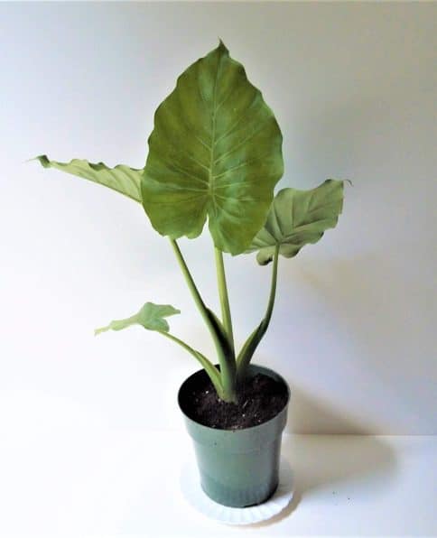 Alocasia Macrorrhizos Plant