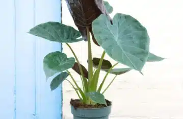 Alocasia Wentii Plant Care