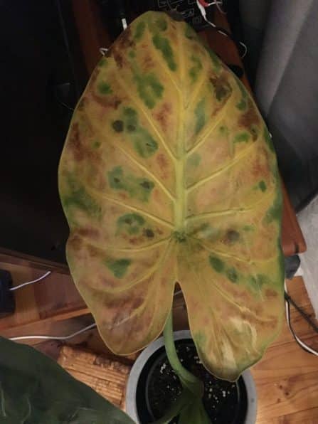 Alocasia Wentii Yellow Leaf