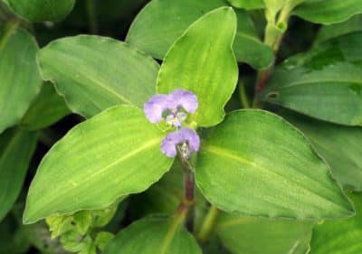 Commelina Benghalensis Plant