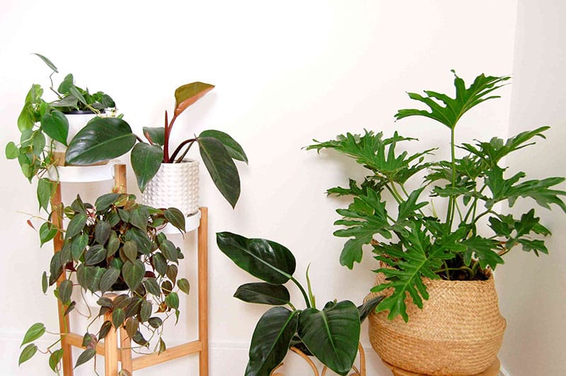 Group Philodendron Plants