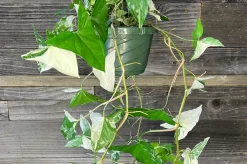 Albo Syngonium Plant Care