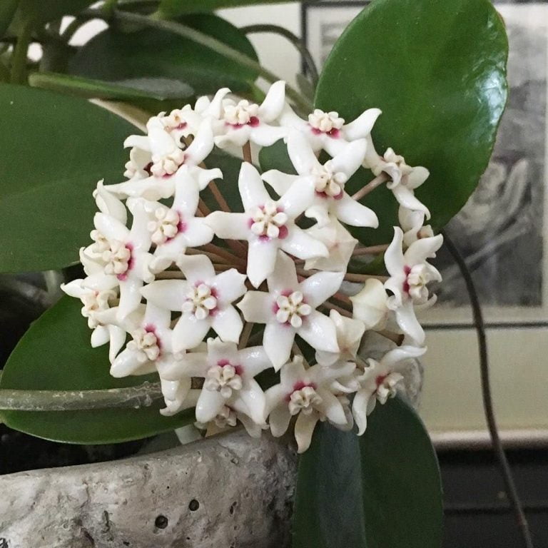 Your Best Guide to Hoya Australis Plant Care