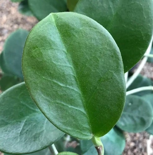 Hoya Australis Succulent Leaf