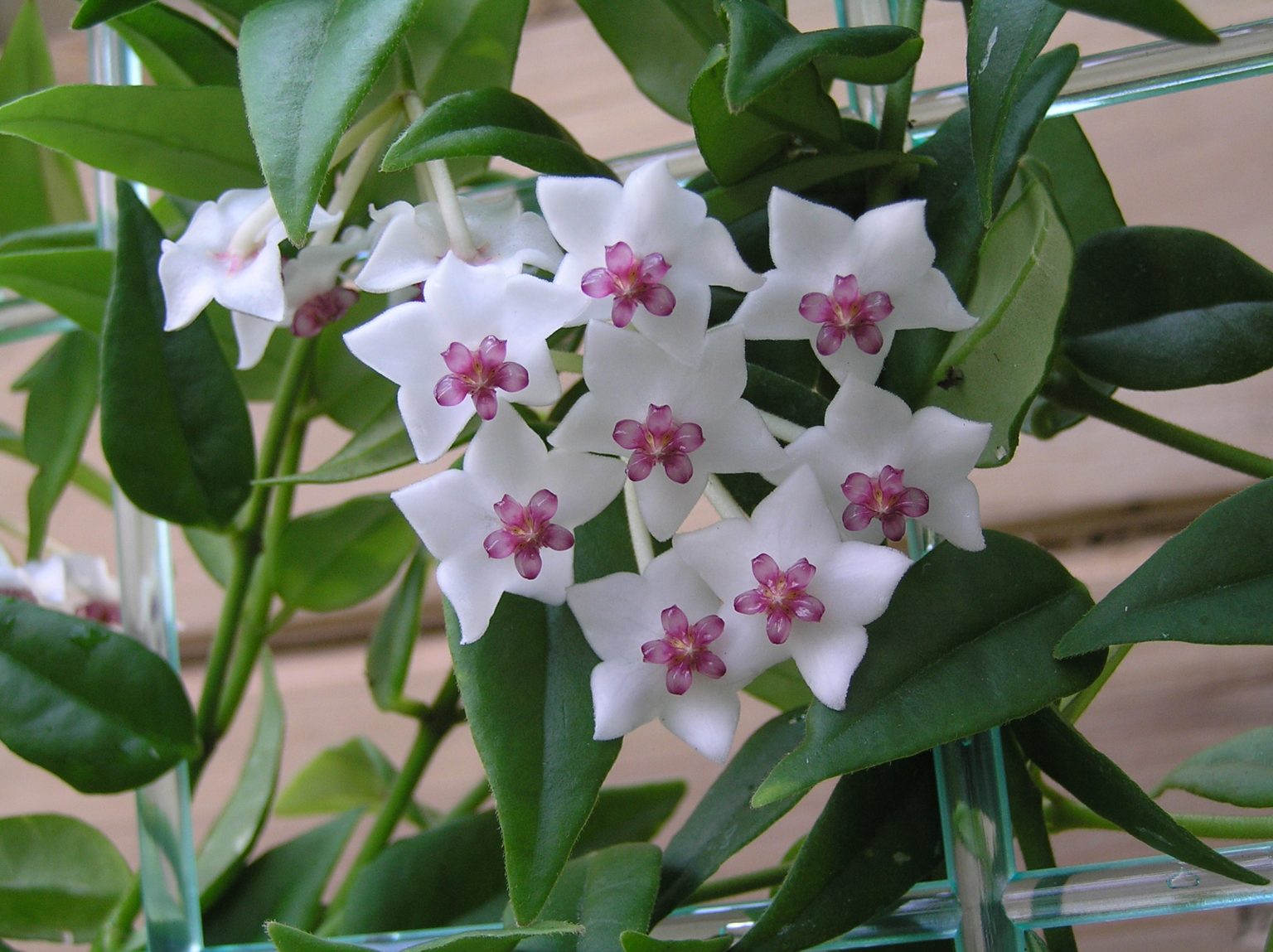 Hoya Bella Plant Care