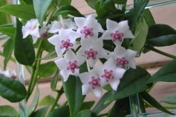 Hoya Bella Plant Care