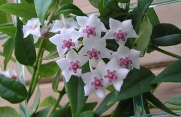 Hoya Bella Plant Care