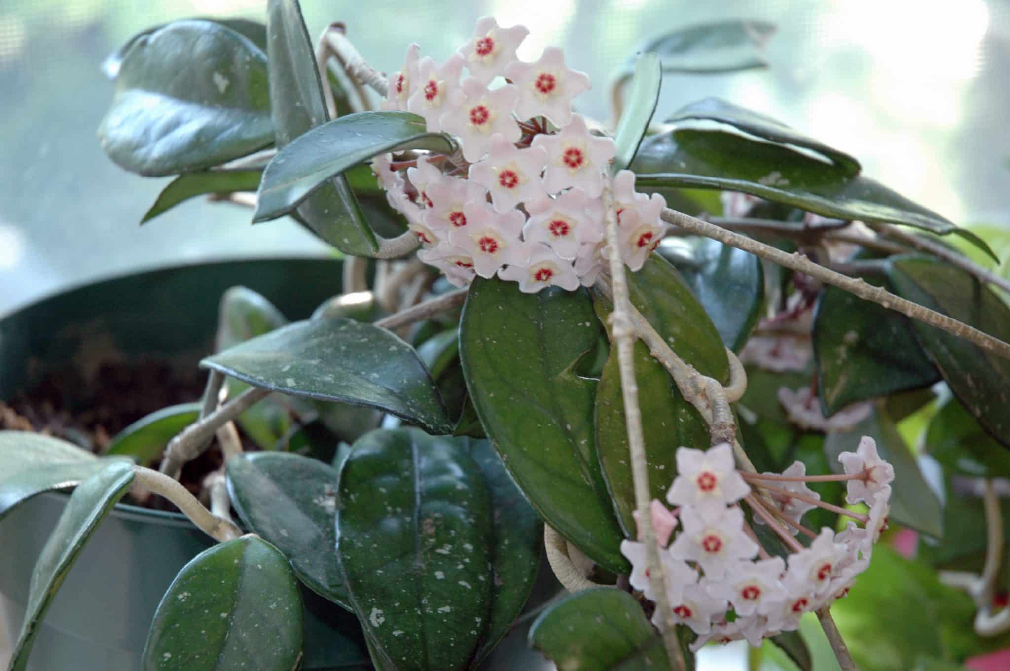 Hoya Bella Plant Care