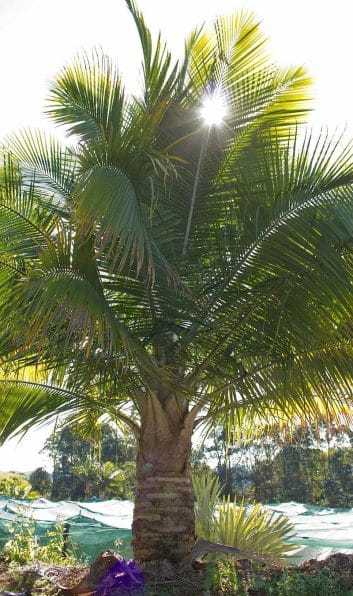 Majesty Palm Outside