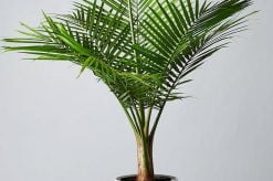 Majesty Palm Plant