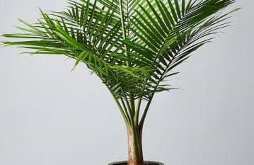 Majesty Palm Plant