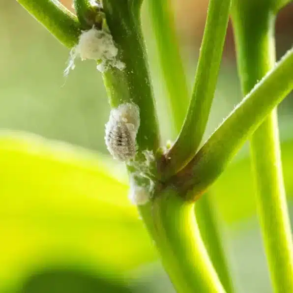 Mealy Bug on Plant