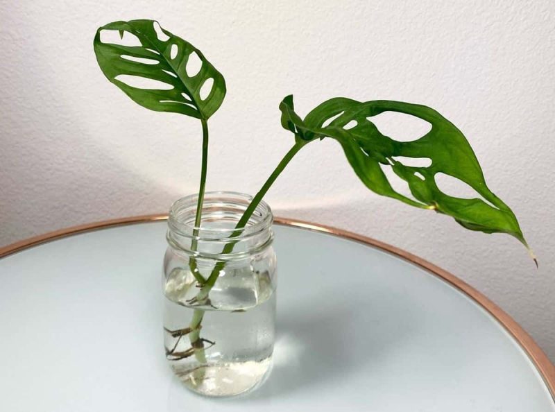 Your Monstera Adansonii Plant Care Guide