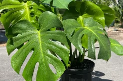 Monstera Deliciosa Plant Care