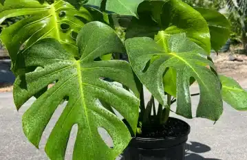 Monstera Deliciosa Plant Care