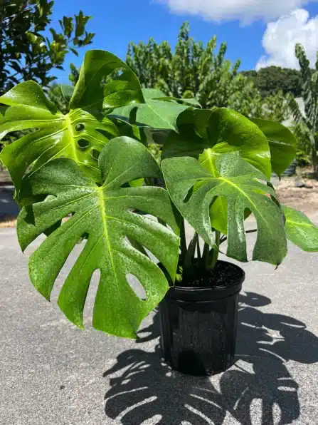 Monstera Adansonii Plant