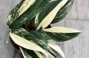 Monstera Standleyana Plant