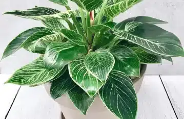 Philodendron Birkin Plant