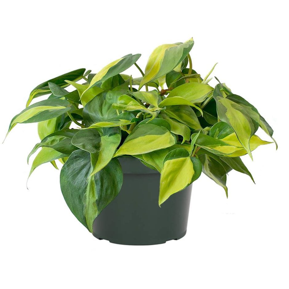 Silver Sword Philodendron Plant Care Guide