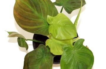 Philodendron Camposportoanum Plant Care