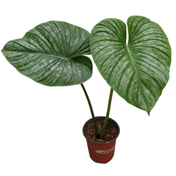 Pastazanum Plant