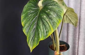 Philodendron Plowmanii Plant Care