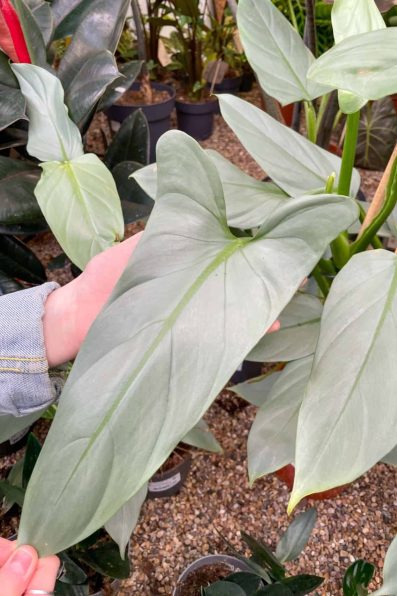 Philodendron Silver Sword Leaf