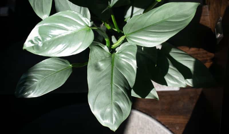 Philodendron Silver Sword Lighting
