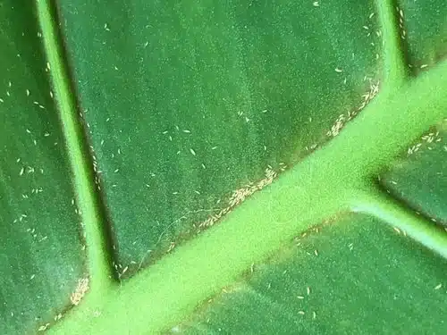 Plant Thrips on Leaf