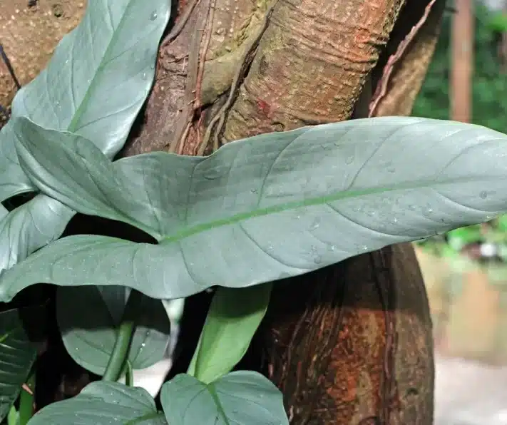Silver Sword Philodendron Growing on Tree