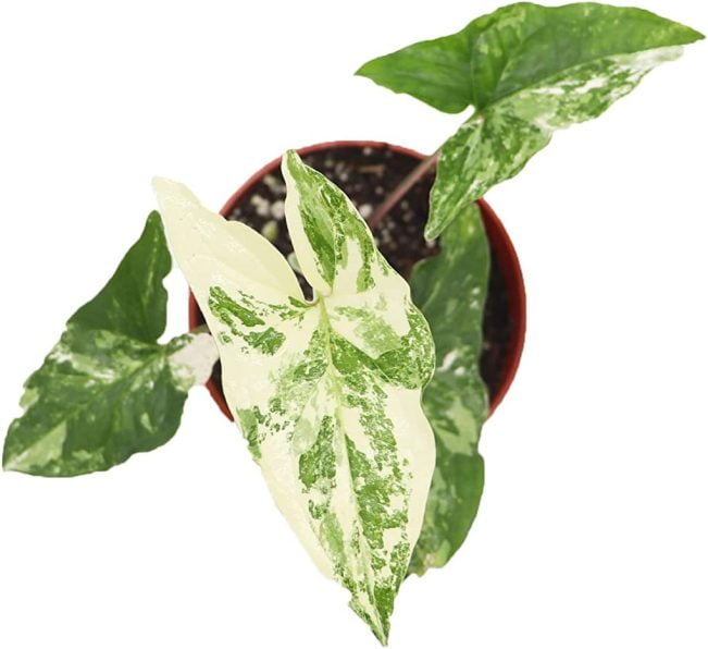 Syngonium Albo Plant Leaves