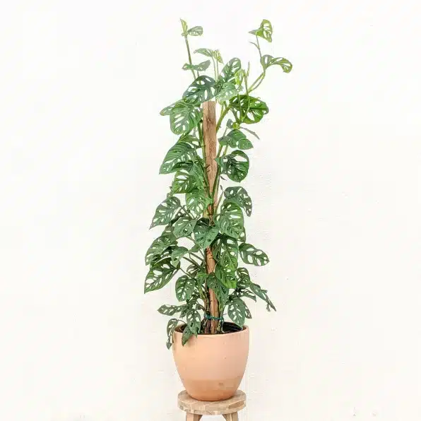 Tall Monstera Adansonii Plant
