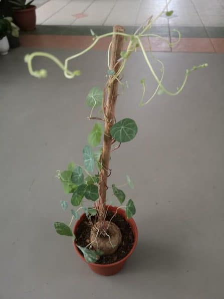 Tall Stephania Erecta Growing