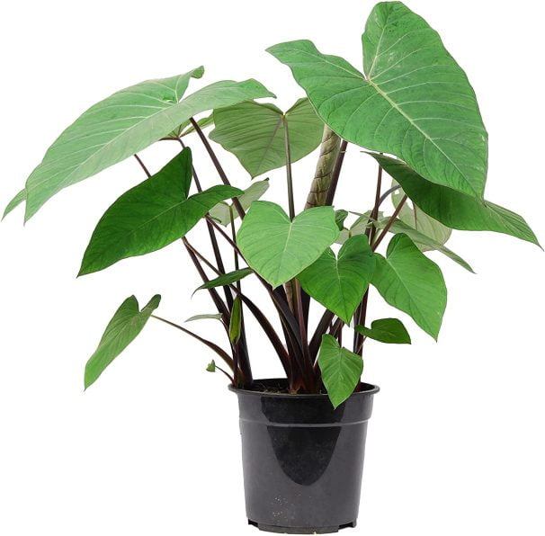 Xanthosoma Sagittifolium Plant