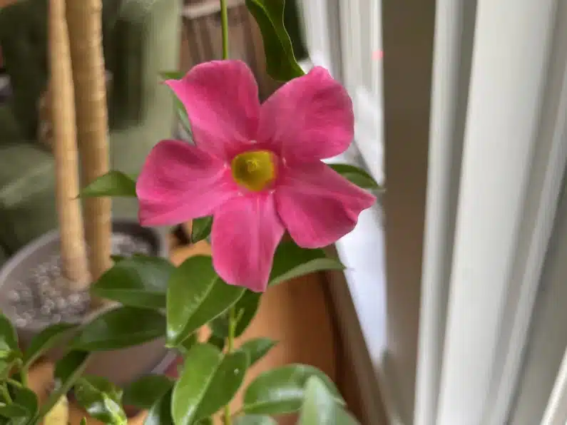 Dipladenia Flower in Window