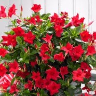 Your Best Dipladenia Plant Care Guide