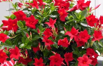 Dipladenia Plant Care