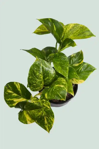 Epipremnum Aureum Plant