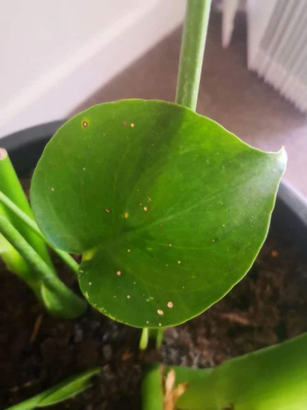 Fungal Leaf Spot Philodendron