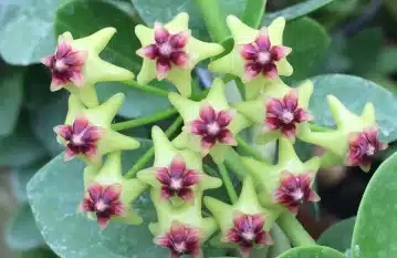 Hoya Cumingiana Plant Care