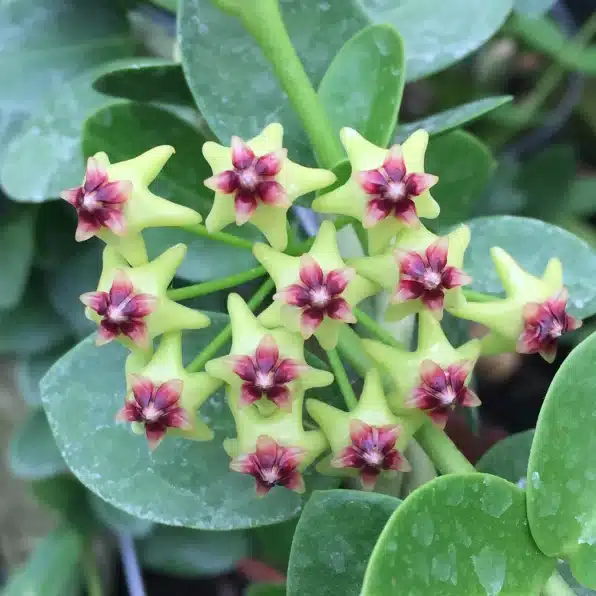 Hoya Cumingiana Plant