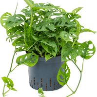 Best Monstera Obliqua Plant Care Guide