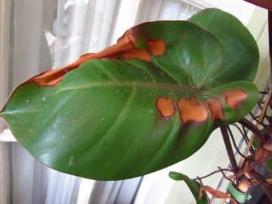 Philodendron Leaf Spot