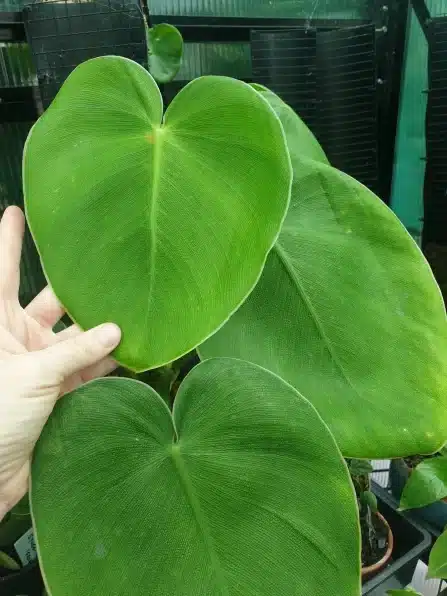 Philodendron Rugosum Leaves