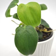 A Simple Guide to Philodendron Rugosum Care