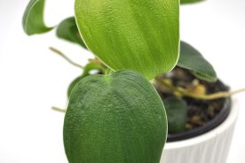 Philodendron Rugosum Plant Care